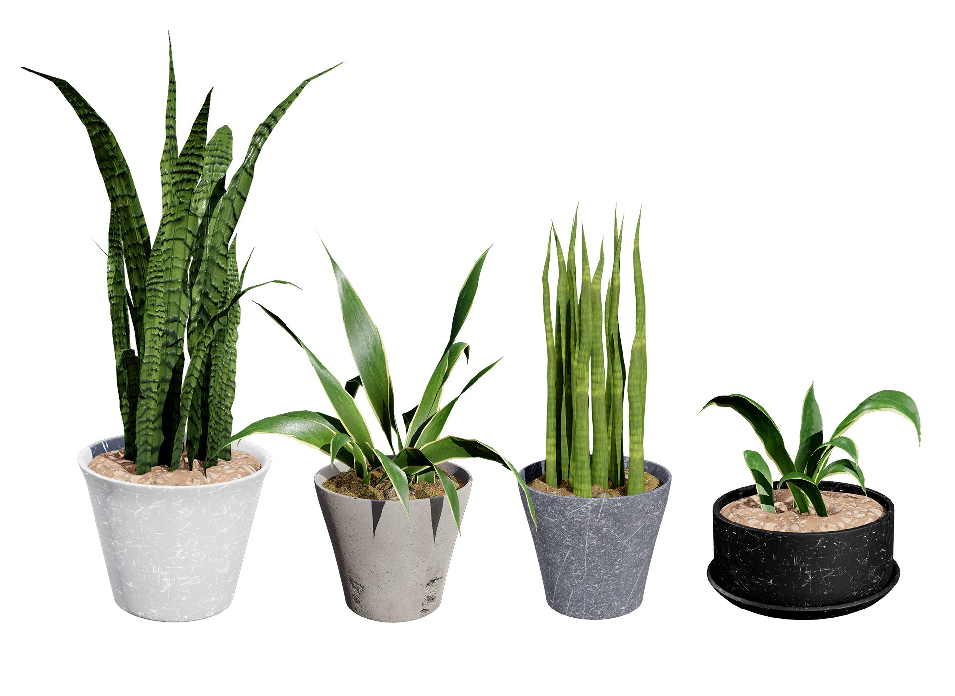 Dracaena Trifasciata Laurentii 3D Model .c4d .max .obj .3ds .fbx .stl .blend 