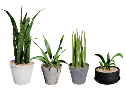 Dracaena Trifasciata Laurentii 3Dモデル