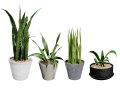 Dracaena Trifasciata Laurentii 3D Модель