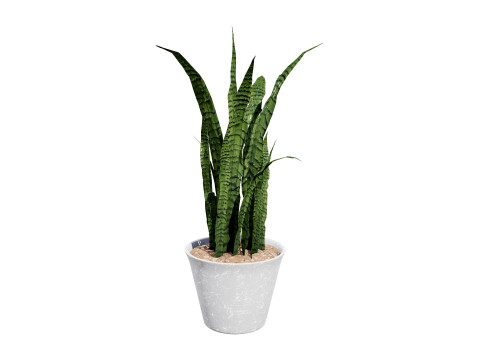 Dracaena Trifasciata Laurentii 3D Model