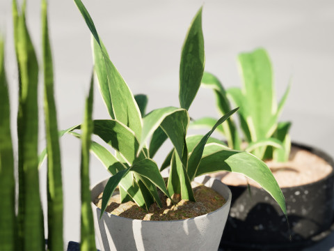 Dracaena Trifasciata Laurentii 3D Model