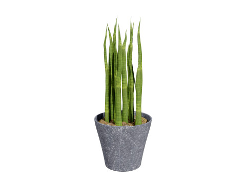 Dracaena Trifasciata Laurentii 3D Model