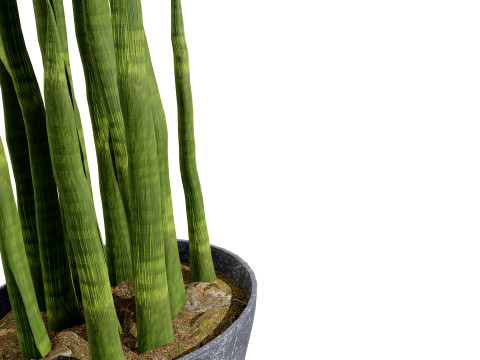 Dracaena Trifasciata Laurentii 3D Model