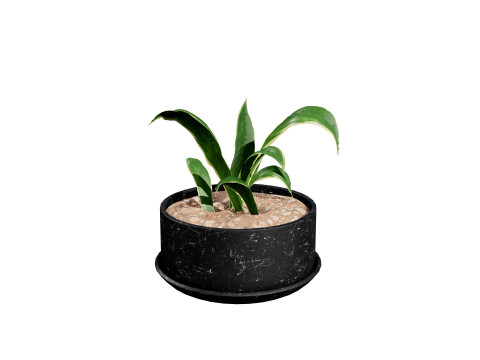 Dracaena Trifasciata Laurentii 3D Model