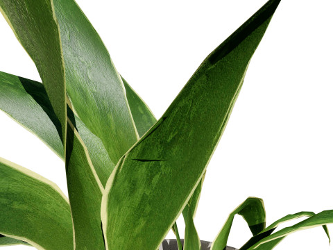 Dracaena Trifasciata Laurentii 3D Model