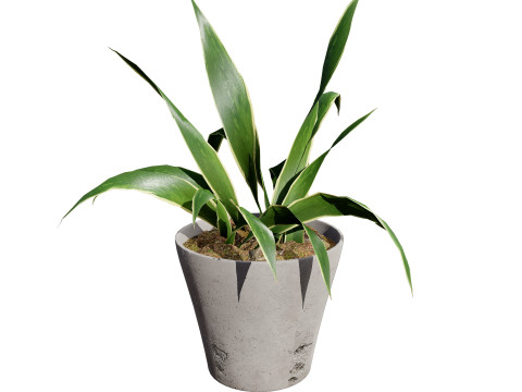 Dracaena Trifasciata Laurentii 3D Model