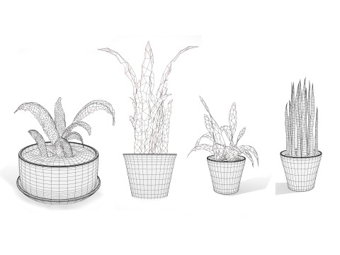 Dracaena Trifasciata Laurentii 3D Model