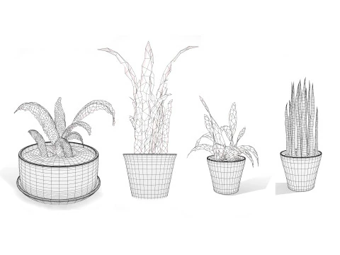 Dracaena Trifasciata Laurentii 3D Model