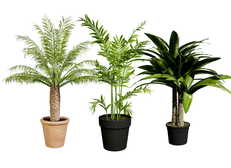 Indoor palm collection 3D Модель .c4d .max .obj .3ds .fbx .stl .blend 