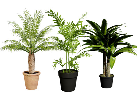 Indoor palm collection 3D मॉडल