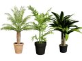 Indoor palm collection Modèle 3D