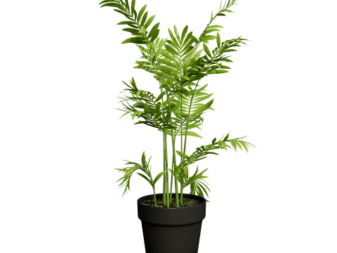 Indoor palm collection 3D Модель