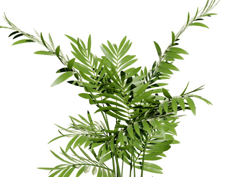 Indoor palm collection 3D Модель