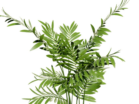 Indoor palm collection 3D Model