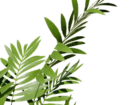 Indoor palm collection 3D Модель