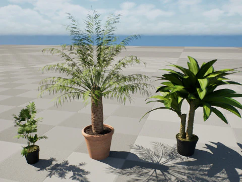 Indoor palm collection 3D Model