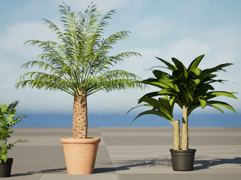 Indoor palm collection 3D Model