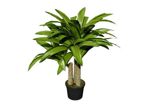 Indoor palm collection 3D Модель