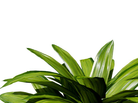 Indoor palm collection 3D Model
