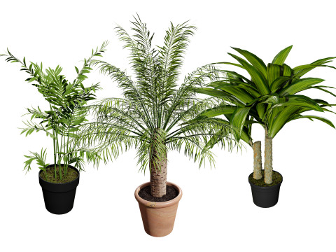 Indoor palm collection 3D Модель