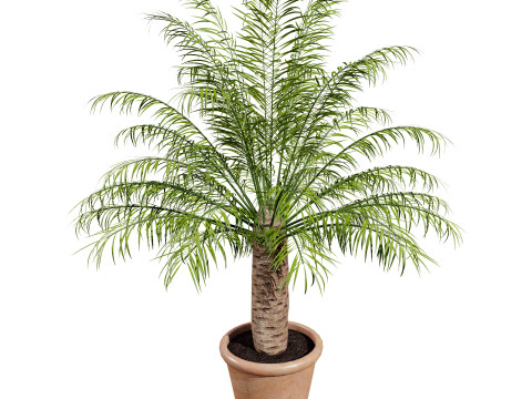 Indoor palm collection 3D Модель