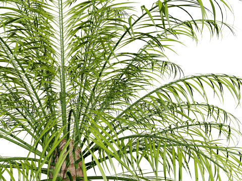 Indoor palm collection 3D Модель