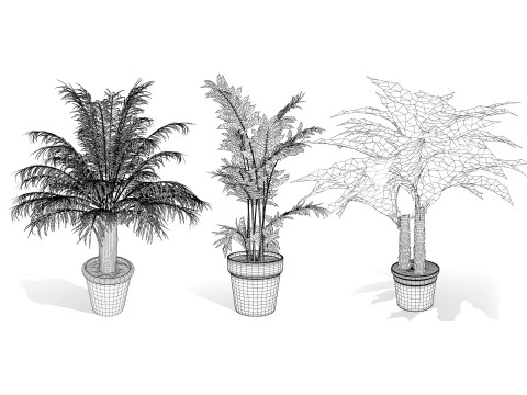 Indoor palm collection 3D Модель
