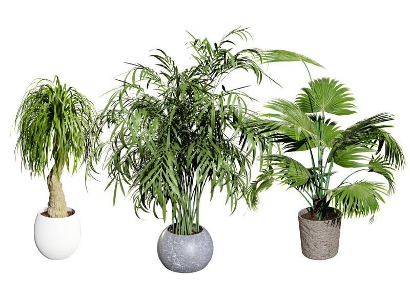 Indoor palm collection 3D Model .c4d .max .obj .3ds .fbx .stl .blend 
