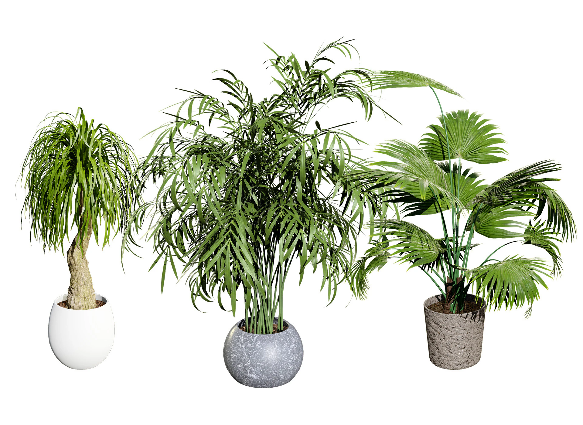 Indoor palm collection 3D Model .c4d .max .obj .3ds .fbx .stl .blend