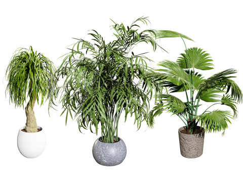 Indoor palm collection 3D मॉडल