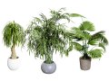 Indoor palm collection Modèle 3D