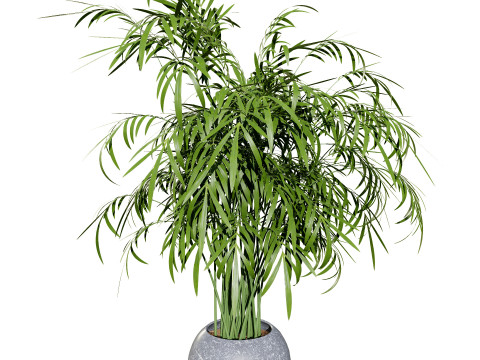 Indoor palm collection 3D Model