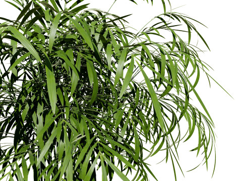 Indoor palm collection 3D Model