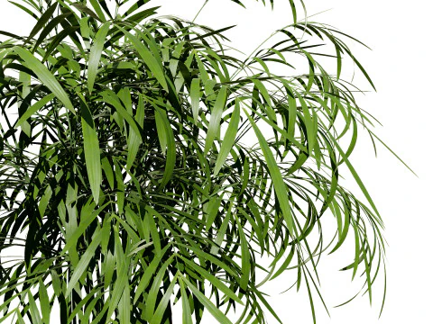 Indoor palm collection 3D Model
