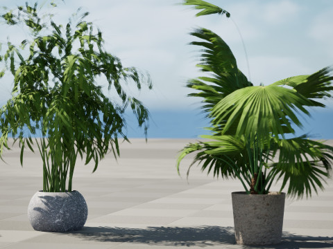 Indoor palm collection 3D Model