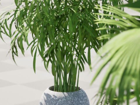 Indoor palm collection 3D Model