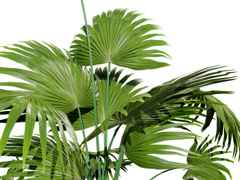 Indoor palm collection 3D Model
