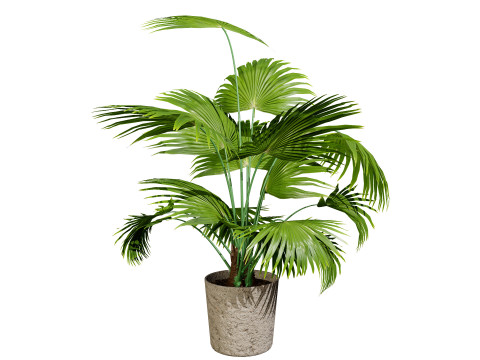 Indoor palm collection 3D Model