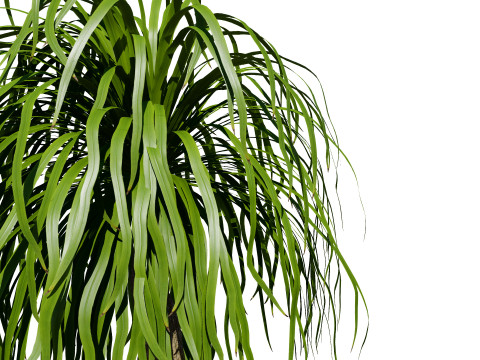 Indoor palm collection 3D Model