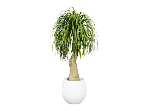 Indoor palm collection 3D Model