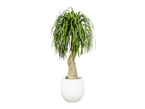 Indoor palm collection 3D Model