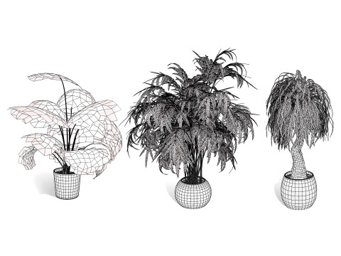 Indoor palm collection 3D Model