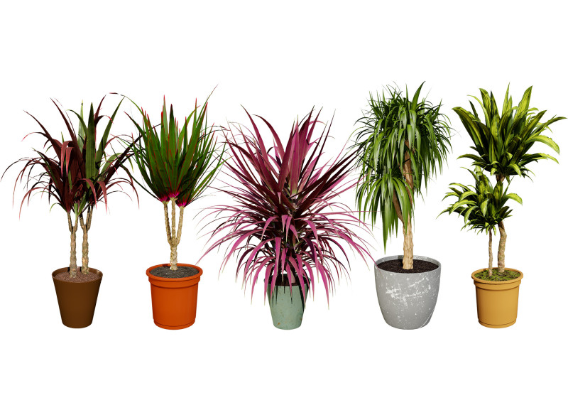 Indoor Dragon palm trees collection 3Dモデル .c4d .max .obj .3ds .fbx .stl .blend 