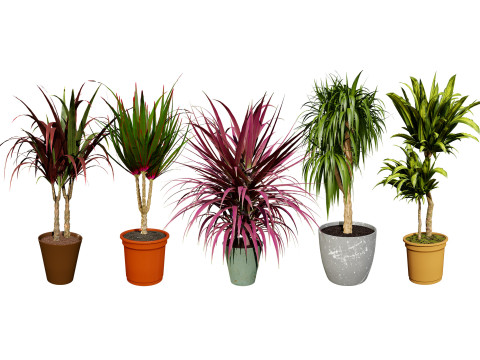 Indoor Dragon palm trees collection 3D मॉडल