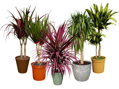 Indoor Dragon palm trees collection 3Dモデル