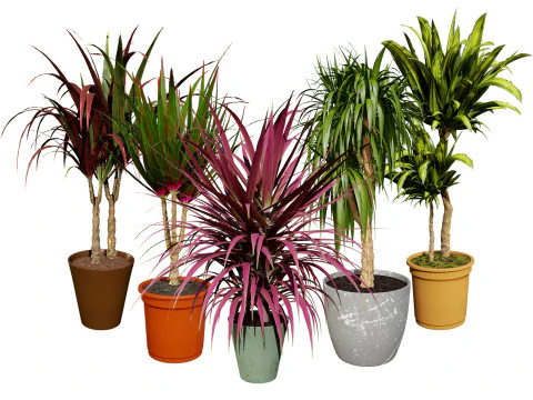 Indoor Dragon palm trees collection 3D Model