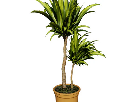 Indoor Dragon palm trees collection 3D Model