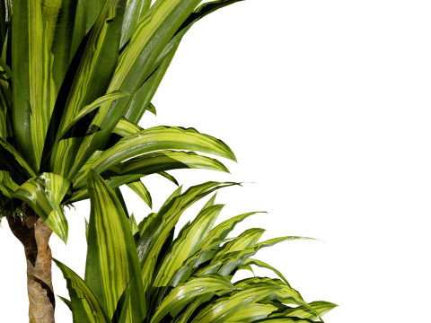Indoor Dragon palm trees collection 3Dモデル