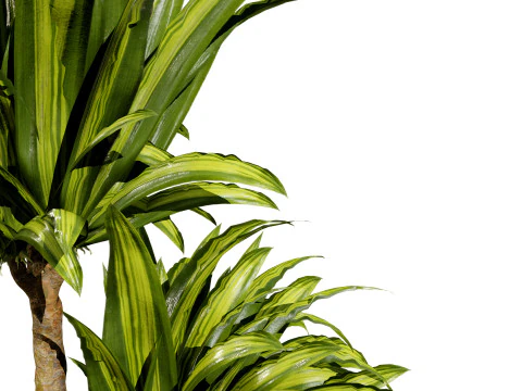 Indoor Dragon palm trees collection 3D Model
