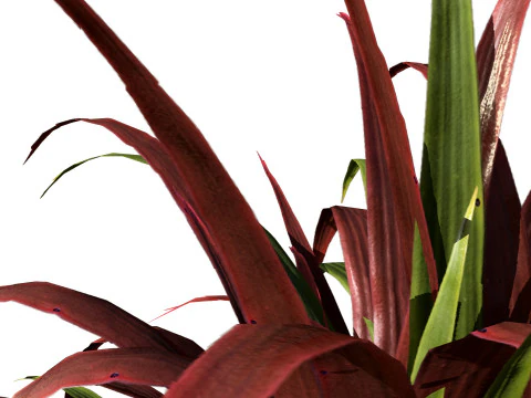Indoor Dragon palm trees collection 3D Model